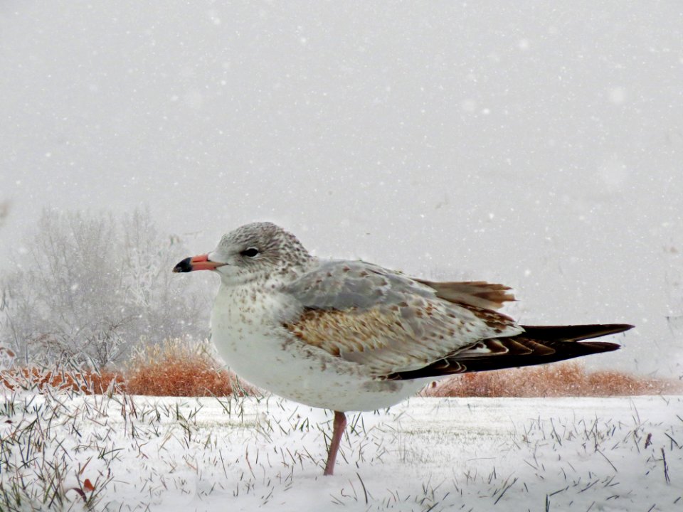 first winter - first snow
