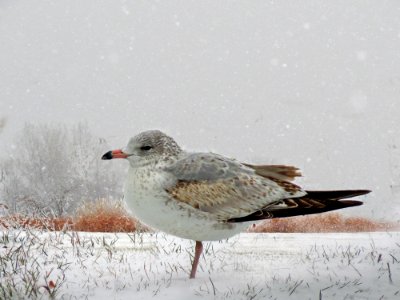 first winter - first snow