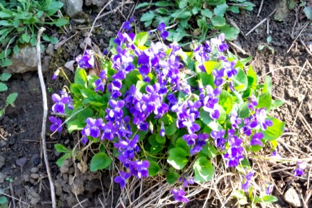 violets in the garden photo