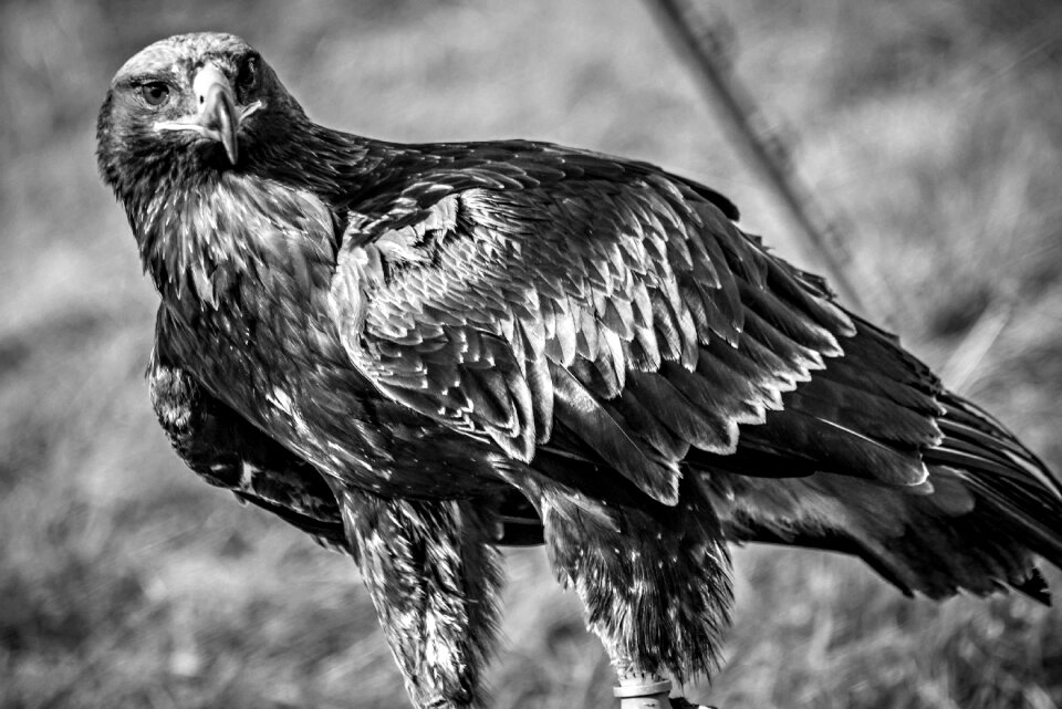 Animal nature wildlife