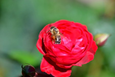 Roses