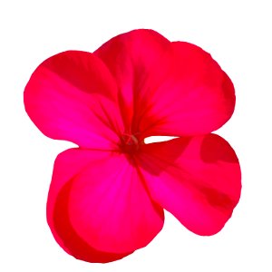 Flower of geranium with effect