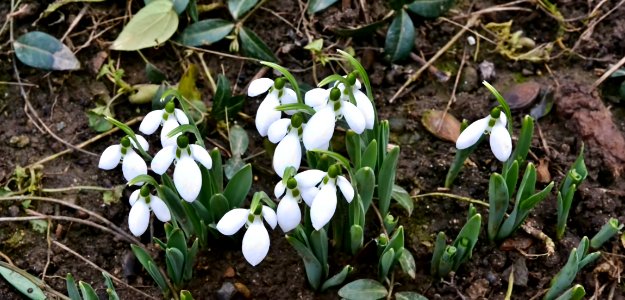 Snowdrops in February