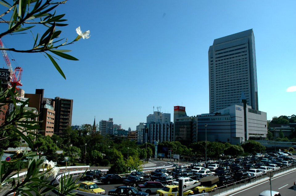a white flower