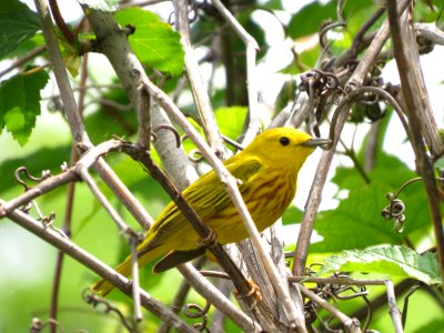 male Yellow Warbler