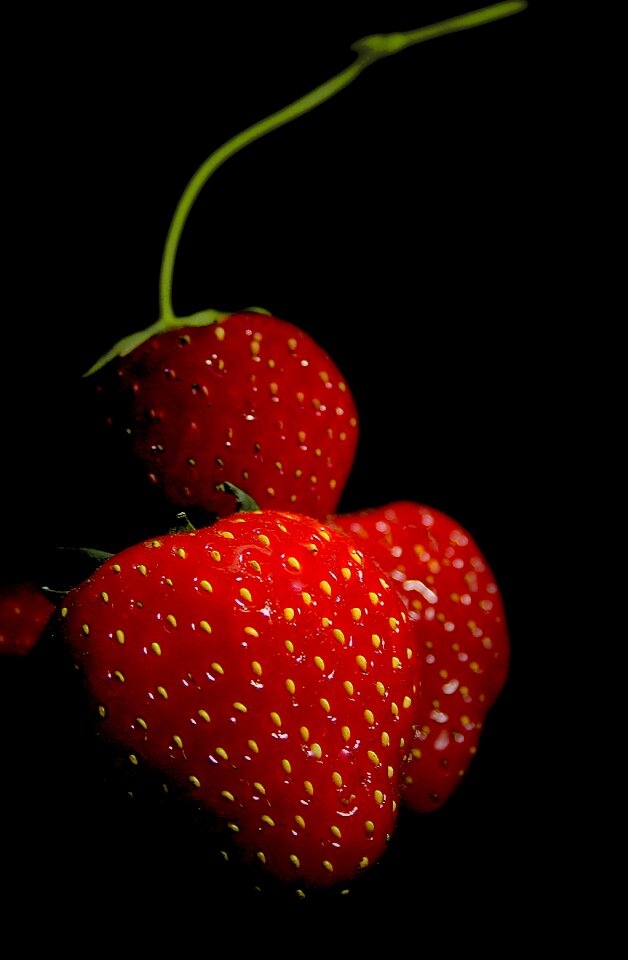 Sweet berries garden