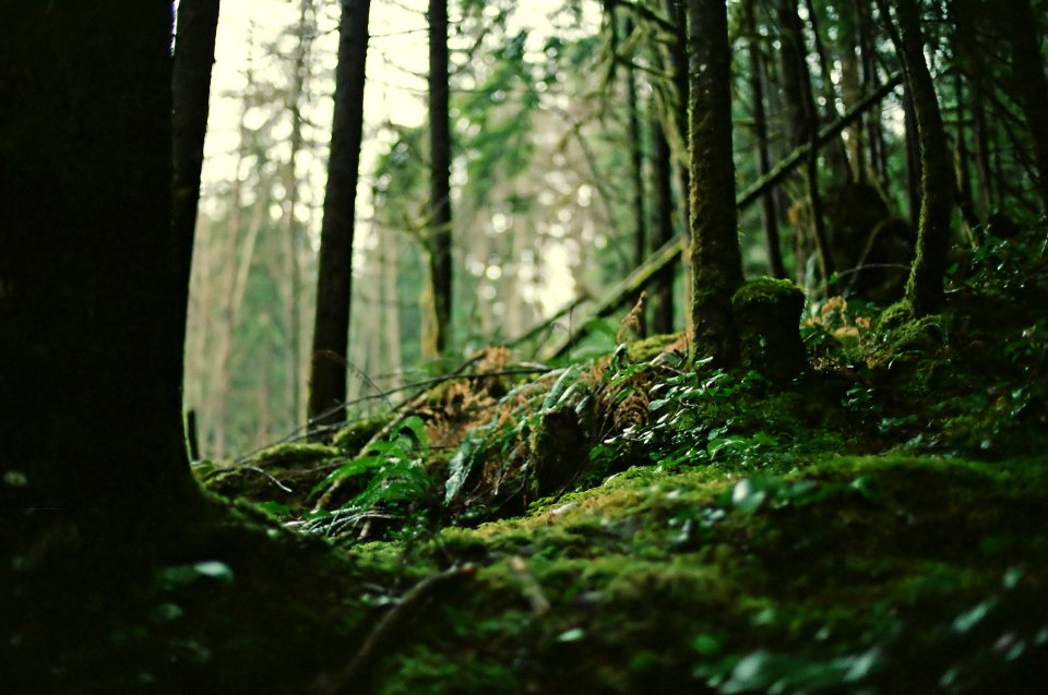 forest floor moss and ferns