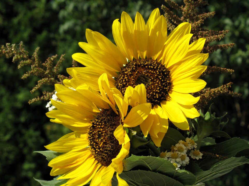 Flower yellow sun