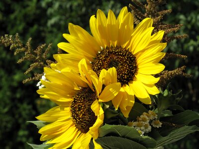 Flower yellow sun photo