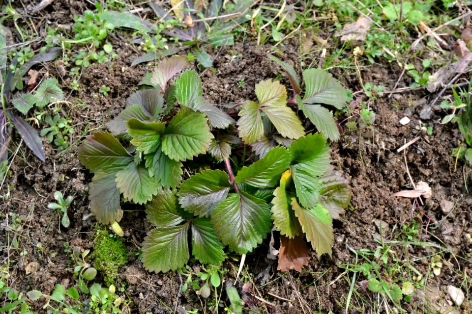 leaves of strawberry