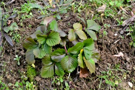 leaves of strawberry