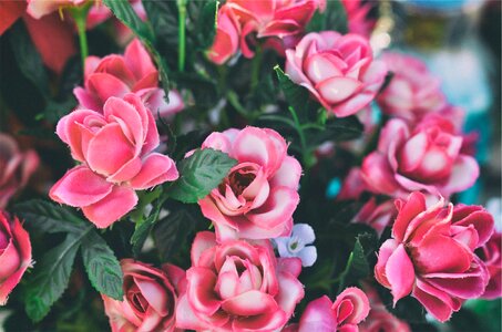Pink roses flowers photo