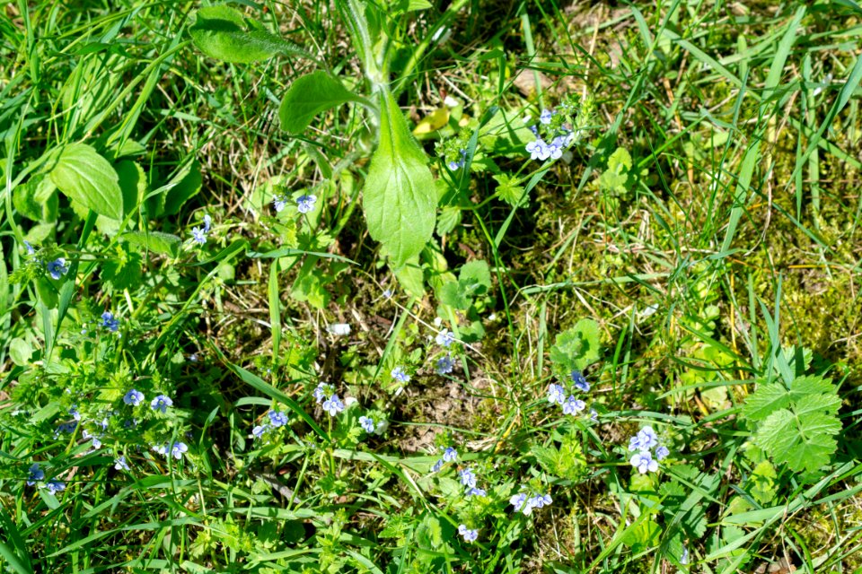 Flowers of spring