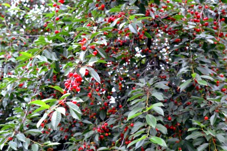 sour cherries