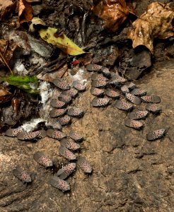 20180829-APHIS-LSC-1132