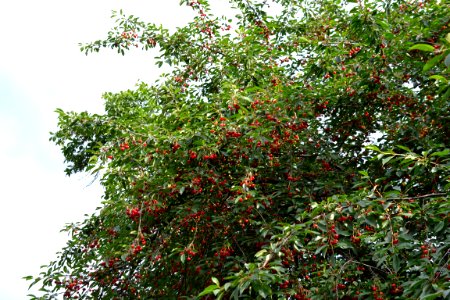 sour cherries