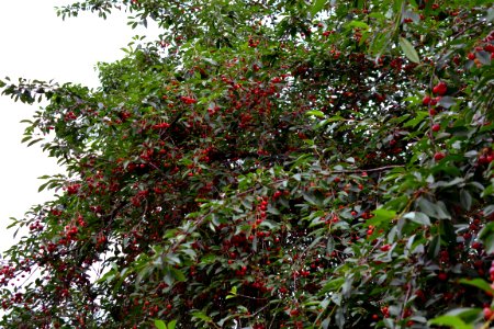sour cherries