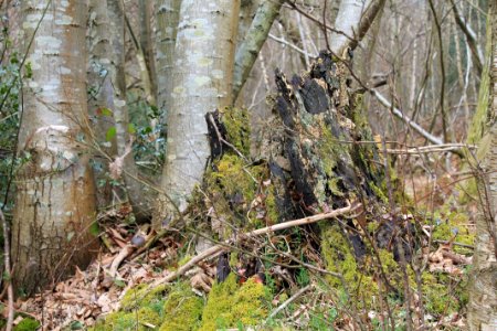 Leith-Hill-april-2016