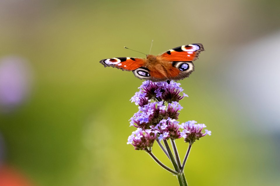 Peacock eye butterfly