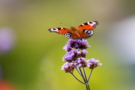 Peacock eye butterfly