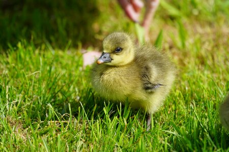 Chicken greylag goose free wild