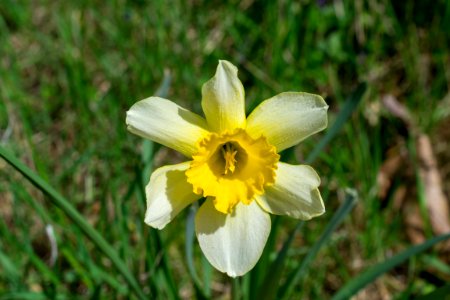 daffodils photo