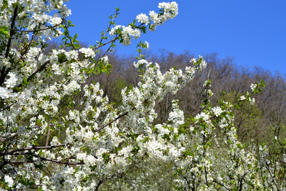 The trees bloomed