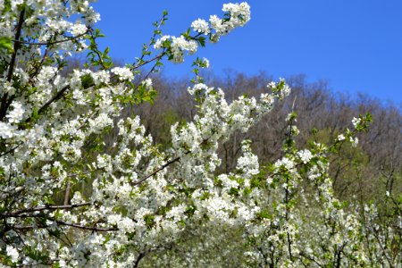 The trees bloomed photo