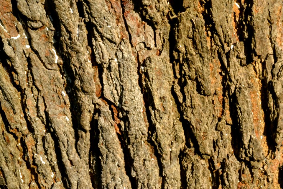 tree bark