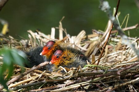 Coot chicken free wild