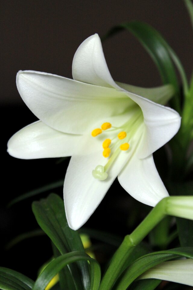 Easter plant green