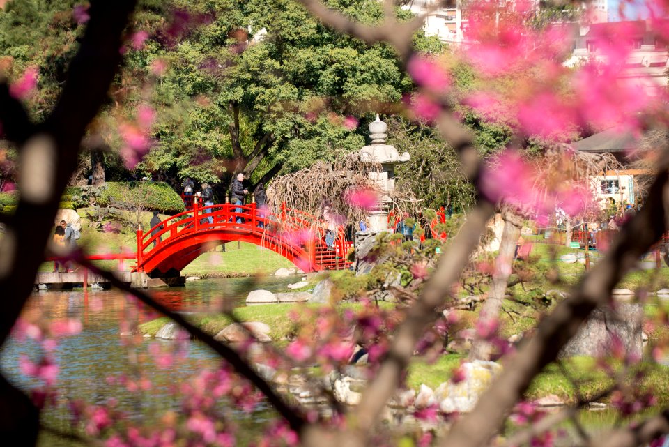 Cerezos del Jardin Japones