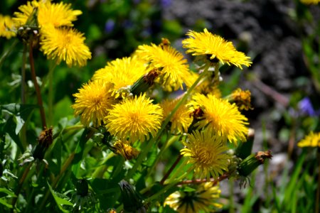 Dandelion photo