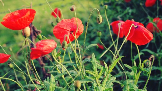 Poppies flowers garden