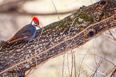 Natural woodpecker forest