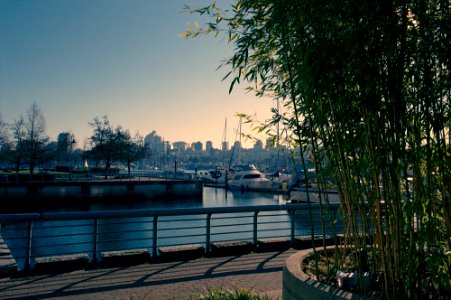 Seawall with Bamboo