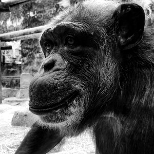 Black and white portrait animals