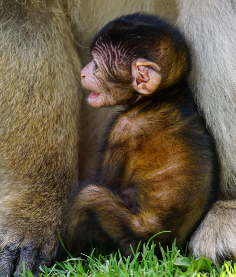 Baby monkey mountain salem