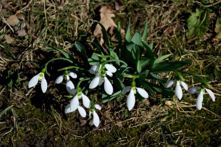 snowdrops