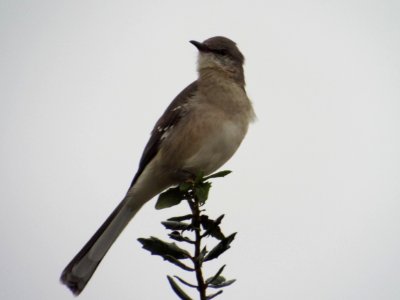 Northern Mockingbird