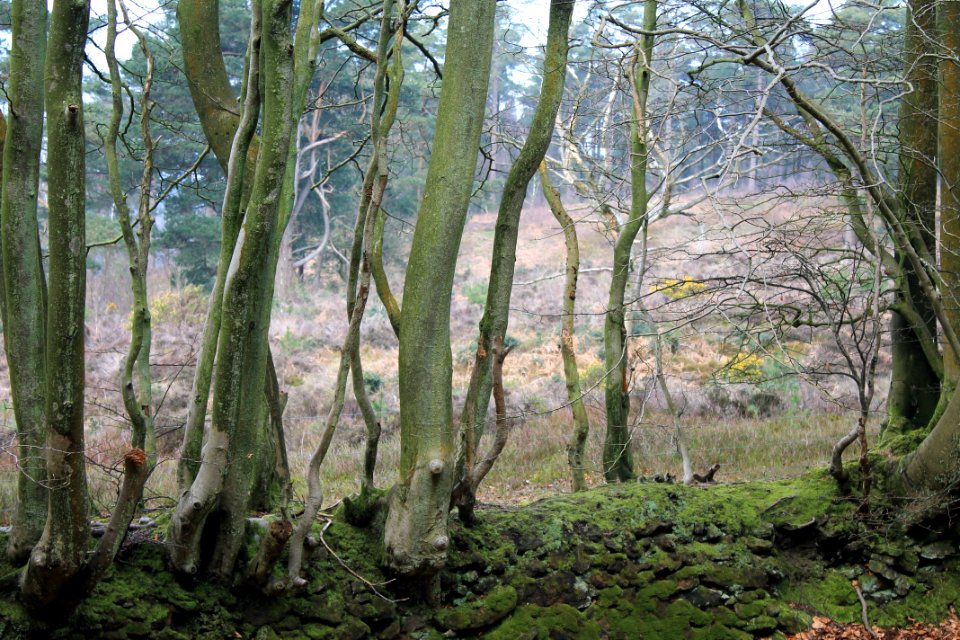 Leith-Hill-april-2016