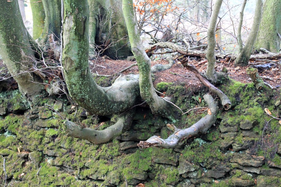 Leith-Hill-april-2016