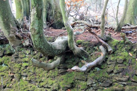 Leith-Hill-april-2016