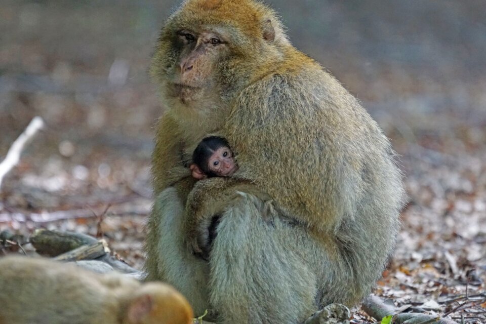 Baby monkey mountain salem