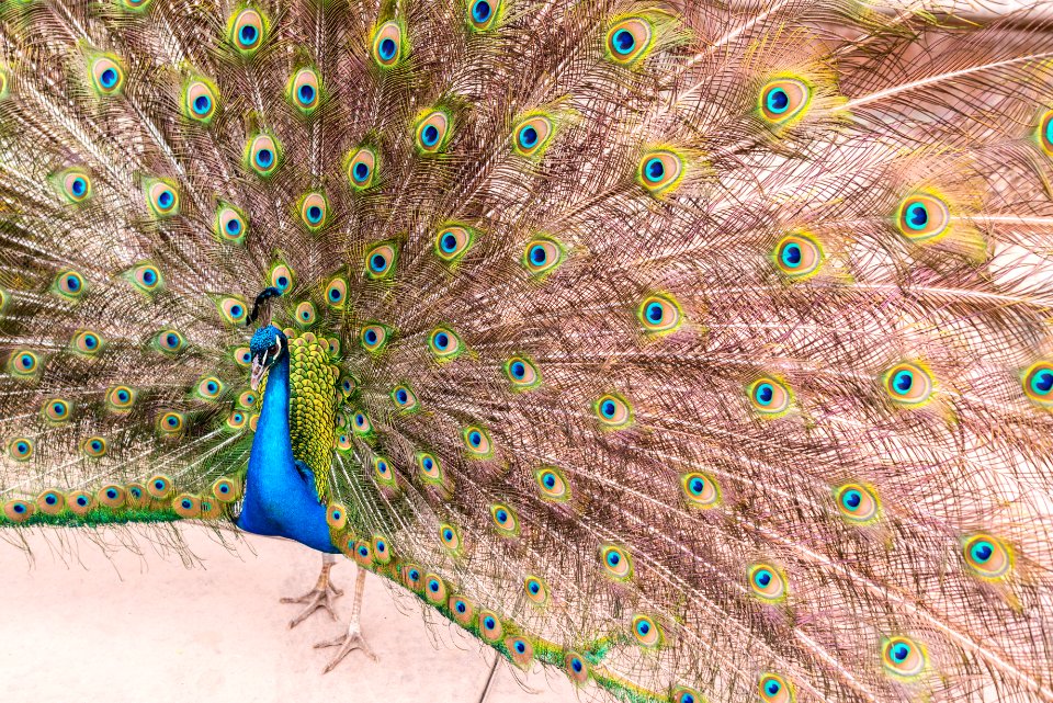 Flaunt It If You've Got It