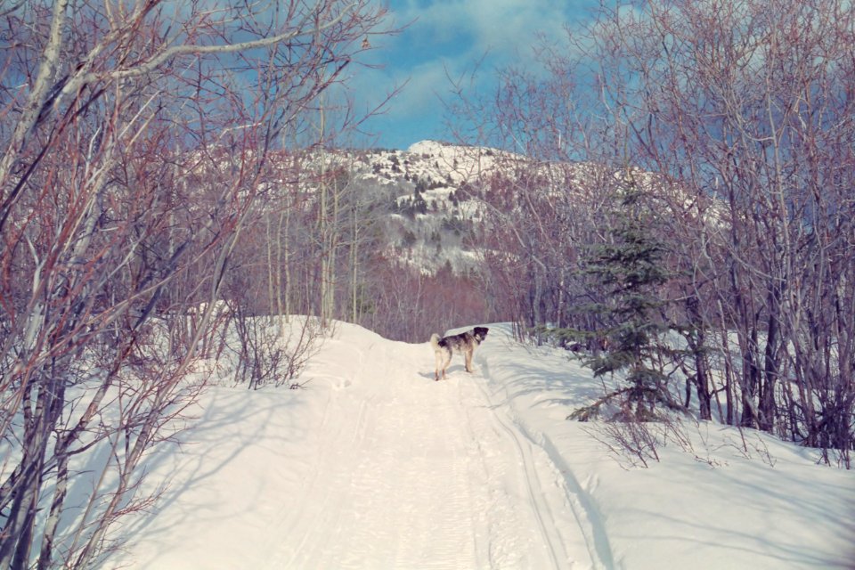 dog walking between trees photo