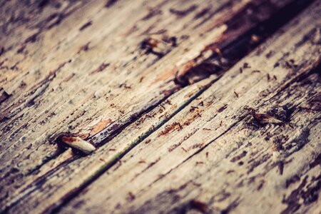 Rustic wood texture
