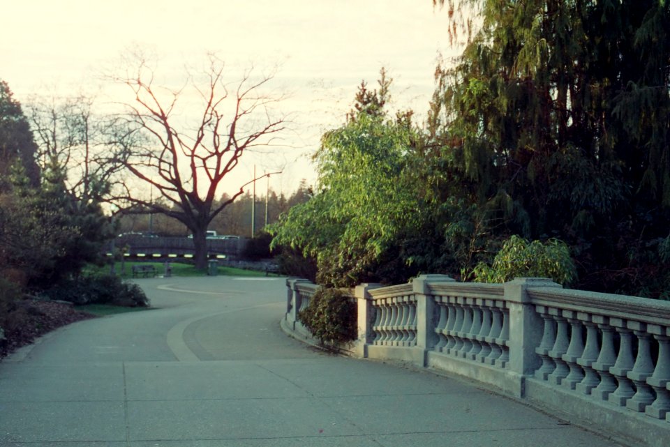 Bridge with bamboo at sunset