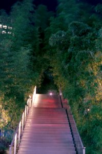 Bamboo walkway, night