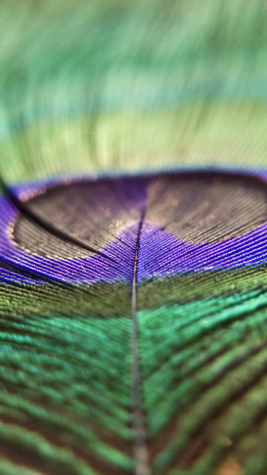 Colorful peacock feather
